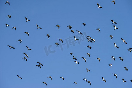 一群候鸟在晴朗的冬日天空中飞翔