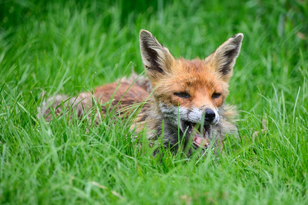 赤狐vulpes vulpes美丽的图象在郁郁葱葱的夏天乡村风景