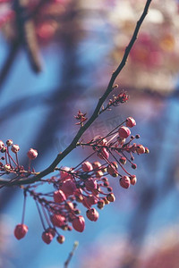 粉色桂花，蓝天，粉色花