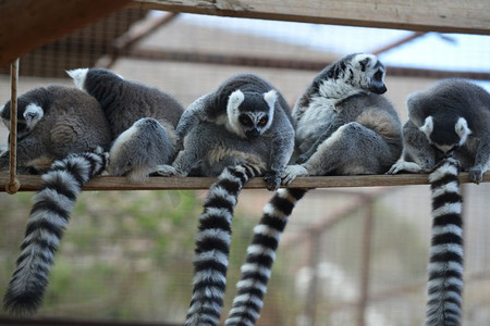 濒危动物摄影照片_动物园里有条尾巴的滑稽猴子