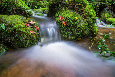 小瀑布与红色枫叶和绿色苔藓在石流水在丛林森林流动 