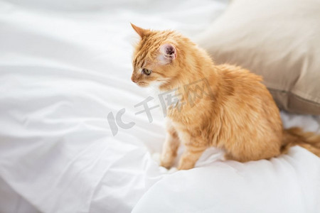宠物和卫生概念--红色的猫猫在家里的床上。家里的红猫猫躺在床上