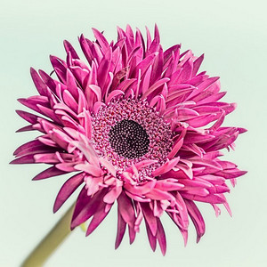 粉红色花朵的特写：雏菊、非洲菊或紫锥花
