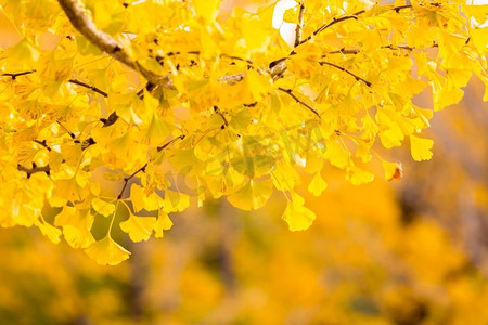 秋天公园摄影照片_日本东京秋天的银杏树