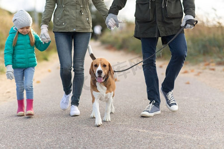 家庭、宠物和人的概念-母亲、父亲和小女儿牵着比格犬在秋天散步。秋天带着狗散步的家庭