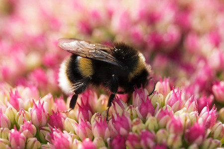 蜜蜂在粉红色的景天花