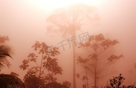 蕨类花摄影照片_哥斯达黎加的丛林。中美洲哥斯达黎加的迷雾雨林