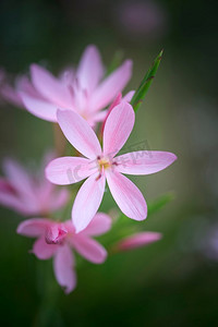 秋天郁金香花朵的美丽宏观形象