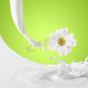 飞溅彩色牛奶牛奶摄影照片_牛奶飞溅的画面。彩色背景下的牛奶溅起甘菊的图像