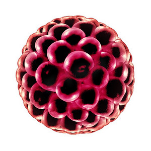 在3D插图中，胚泡受精的医学概念是生殖细胞分裂的图标，是解剖学上的生育符号。