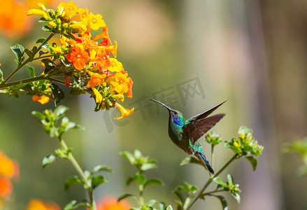 五颜六色的摄影照片_中美洲哥斯达黎加五颜六色的蜂鸟