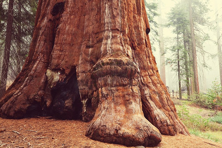 林木摄影照片_加利福尼亚州内华达山脉的红杉树
