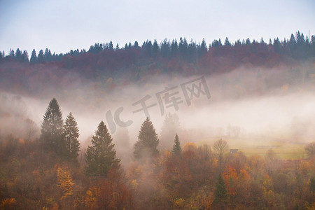 秋天的雨林五彩缤纷。山里雨天的雾云。松树、云杉、角杉和山毛榉林地