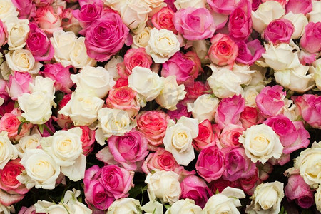 红色玫瑰背景摄影照片_米色和桃红色玫瑰背景，婚礼设计的样式.图案玫瑰背景