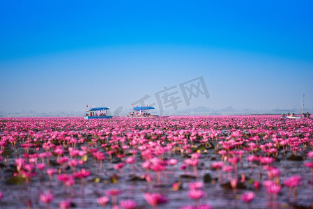 在湖河的旅游船与红色莲花百合领域粉红色花在水自然景观在上午地标在乌隆他尼泰国