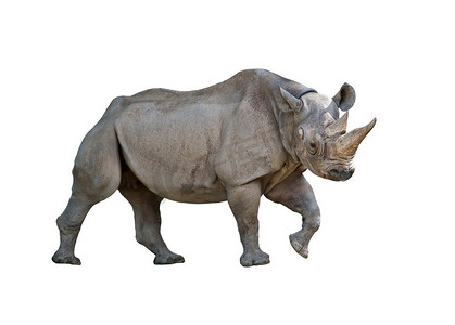 孤立在白色背景上的黑犀牛白犀白犀牛