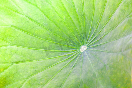 荷叶纹理摄影照片_特写的绿色荷叶或池塘睡莲叶纹理背景