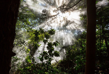 中美洲哥斯达黎加的迷雾雨林