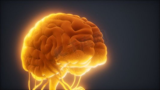 人脑的动画模型