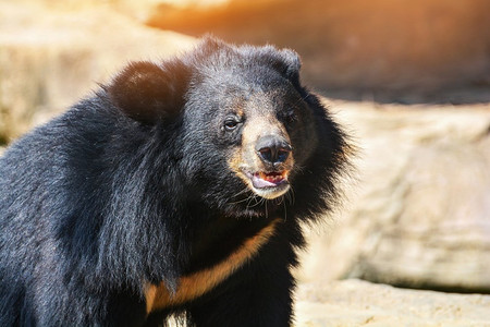 有胸部的亚洲黑熊V形是白色羊毛/关闭亚洲黑熊放松在夏天时间