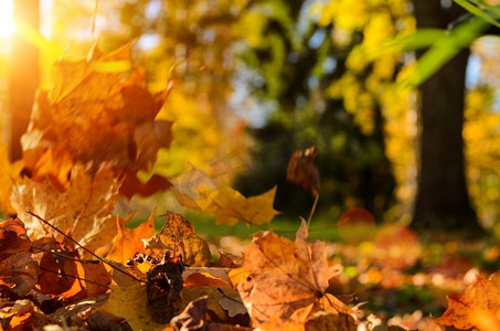 秋天森林里的落叶。阳光明媚的秋林落叶
