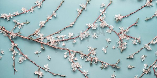 青绿色的春天背景，樱花和枝条，俯视，平躺。创意春季布局、横幅或模板