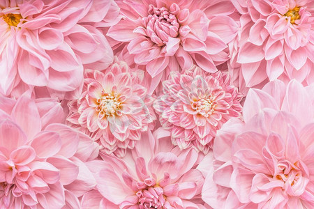 柔和的桃红色花背景，顶视图，母亲节，婚礼或愉快事件的布局或贺卡