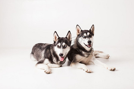 两只成年哈士奇犬，眼睛颜色不同，脖子上戴着一条链子，孤立在白色上。两只哈士奇兄弟