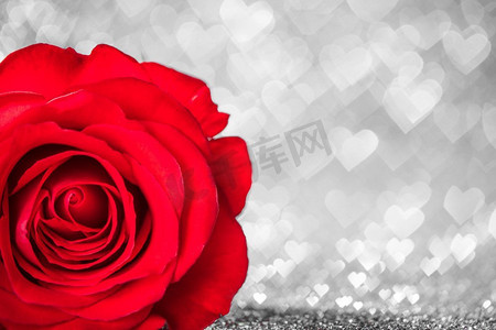 红玫瑰闪闪发光。闪闪发亮的心形波克背景上的美丽的红玫瑰