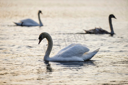 早上遛鸟摄影照片_春天里一群美丽的哑天鹅，阳光照在湖面上