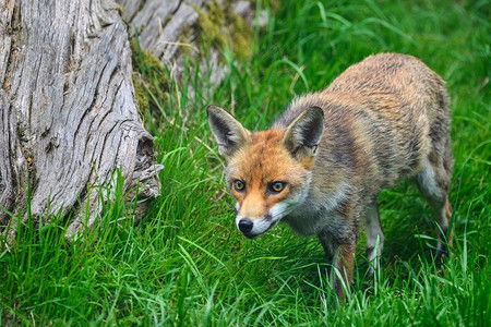 可爱象摄影照片_赤狐vulpes vulpes美丽的图象在郁郁葱葱的夏天乡村风景