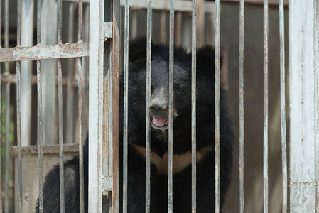 野生动物园摄影照片_黑熊在笼子里，黑色和白色
