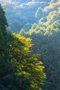 日本落叶林，天然图片，用于背景或墙纸