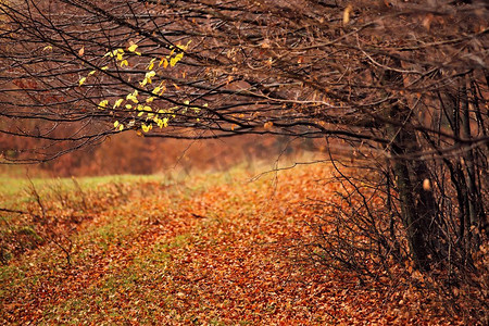 秋天的树木。阴天橙色和红色的秋天的森林。秋天树叶的如画和油漆颜色。秋雨