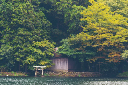 日本的热带森林，复古滤镜图像