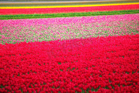 郁金摄影照片_北荷兰春季的粉色、红色和橙色郁金香田