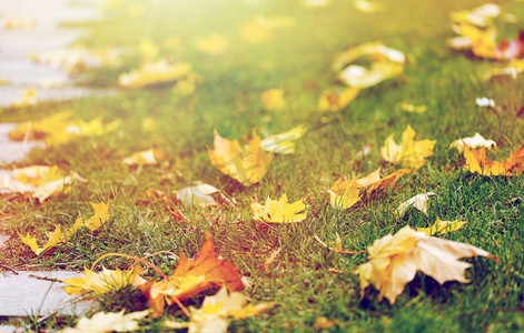 季节、自然、环境理念--秋枫叶落绿草。秋天的枫叶落在青草上