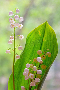 花园里的谷百合