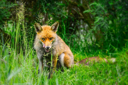 美丽的雄性狐狸在夏日田野郁郁葱葱的绿色草地上。夏日田野长长郁郁葱葱的绿草地上惊艳的公狐