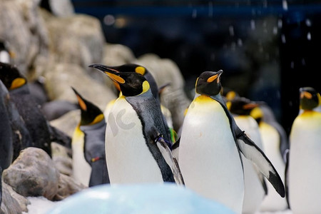 企鹅免扣PNG图摄影照片_动物园里的一群可爱的企鹅。