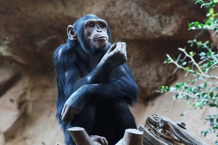 黑猩猩。大猴子生活在热带公园