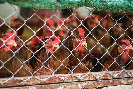 网箱养鸡对室内养鸡产品的影响