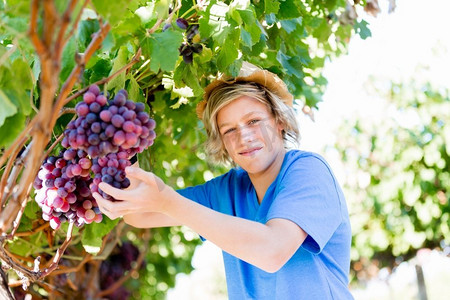 葡萄采摘摄影照片_葡萄园里的男孩。小男孩在葡萄园里摘葡萄