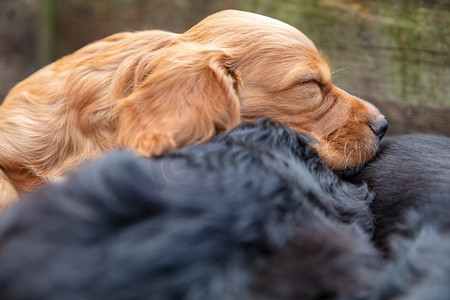 可爱的黑色和棕色小狗睡在外面的阳光