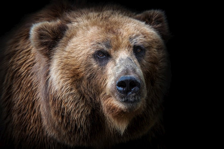 ursus摄影照片_黑色背景下孤立的棕熊的前视图。堪察加熊像(Ursus Arctos Beringianus)