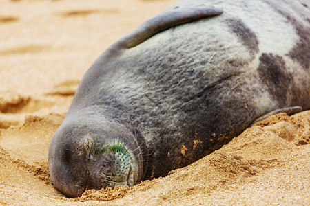 印相当放松的海豹在海滩，夏威夷，美国