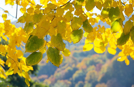 秋天的树和晴天的树叶