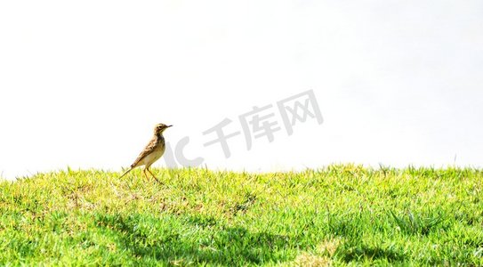 小鸟走在绿色草地领域花园在白色背景