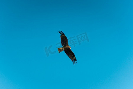 蓝天上的鹰，泰国那空