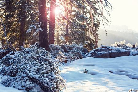 满头白雪摄影照片_冬季风景秀丽的白雪覆盖的森林。很适合作为圣诞节的背景。